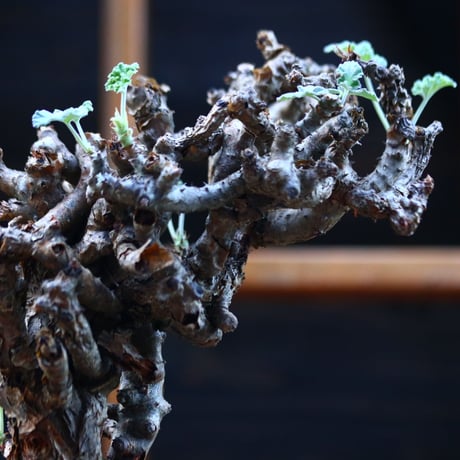 ぺラルゴ二ウム   エキナツム／Pelargonium  lechinatum   no.110714