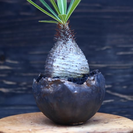 パキポディウム  グラキリス   Pachypodium  gracilius       no.30707