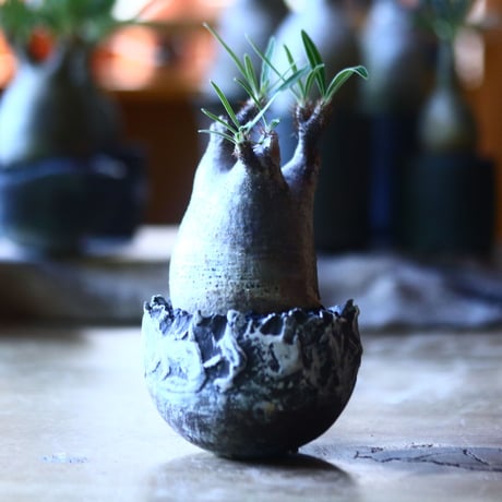 パキポディウム グラキリス   Pachypodium rosulatum var. gracilius no.705-11