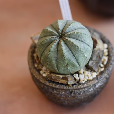 Euphorbia obesa  × takero pot (2.5号)  no.1214/41