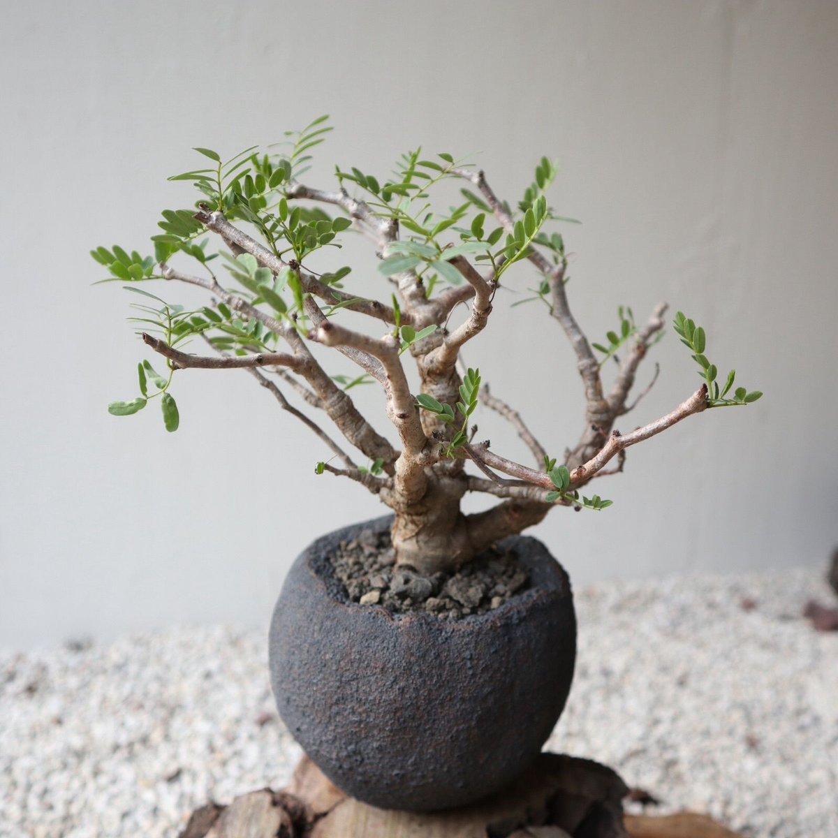 センナ メリディオナリス no.101421 | 芽の巣山