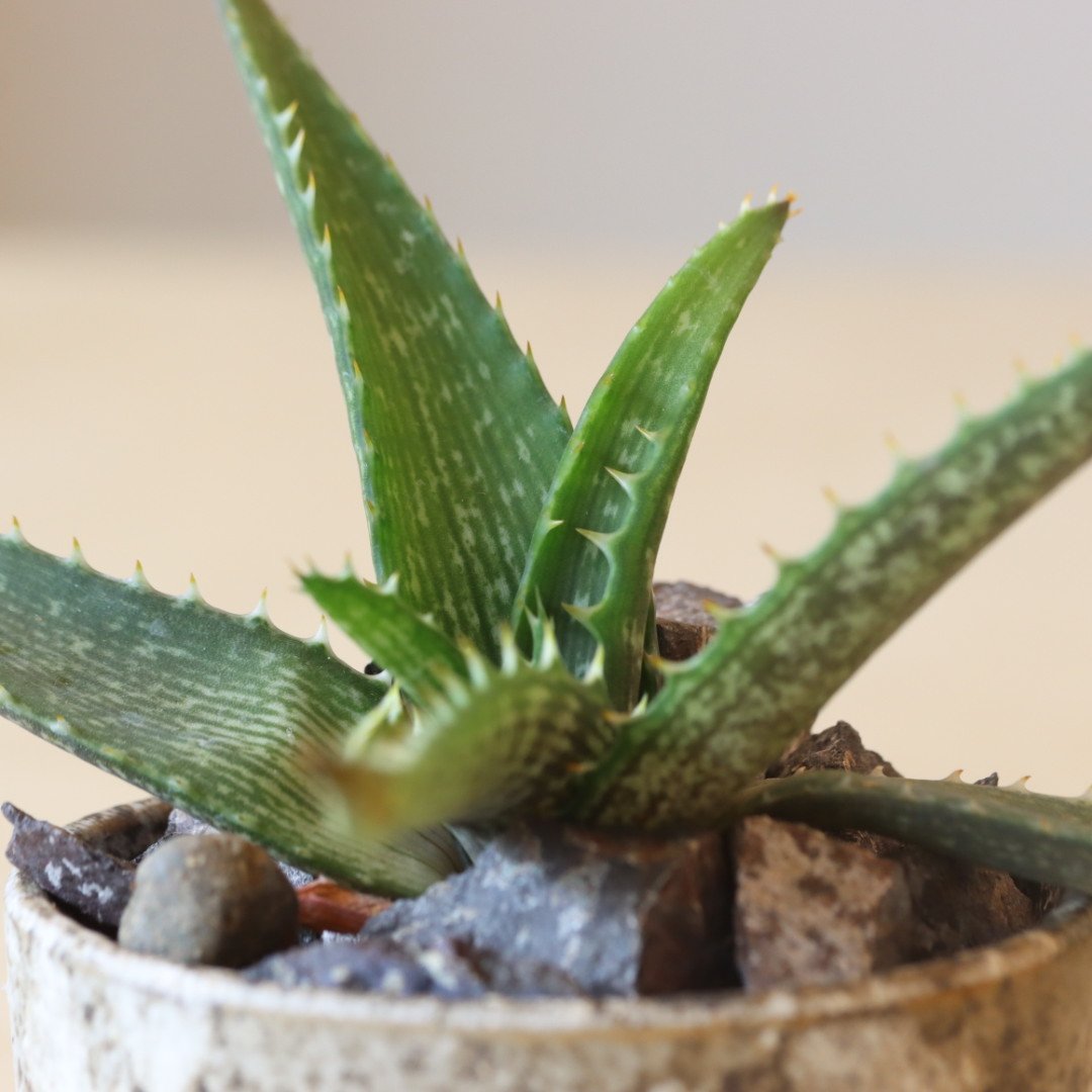 Aloe vogtsii × YAMABACHI var. taketo pot (3号鉢)