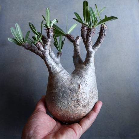 パキポディウム グラキリス   Pachypodium rosulatum var. gracilius no.110331