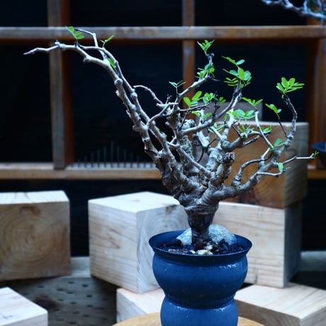 センナ メリディオナリス／Senna meridionalis    no.81536