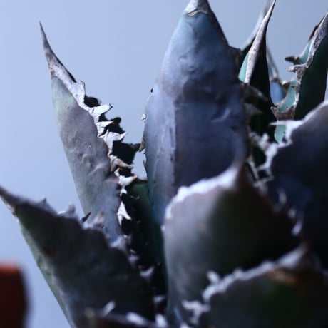 アガベ チタノタ     Agave titanota    no.42697