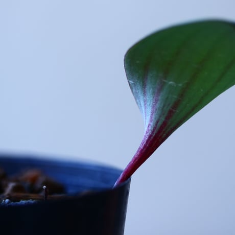 エリオスペルマム クーペリー   Eriospermum   cooperi   no.110823