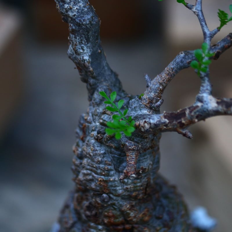 オペルクリカリア パキプス／Operculicarya pachypus no.9