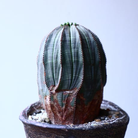 ユーフォルビア  オベサ   Euphorbia obesa   no.20310