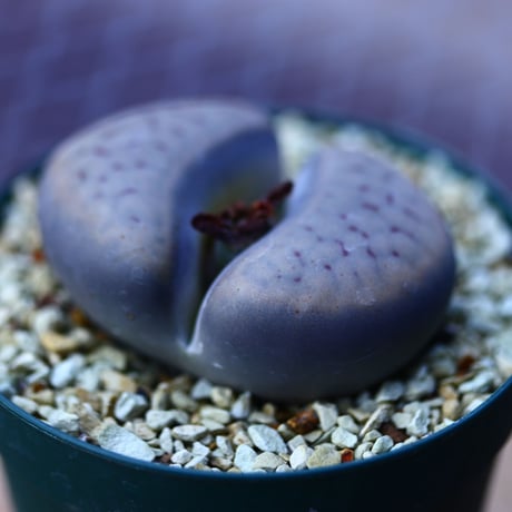 リトープス   招福玉   Lithops schwantesii    no.120625