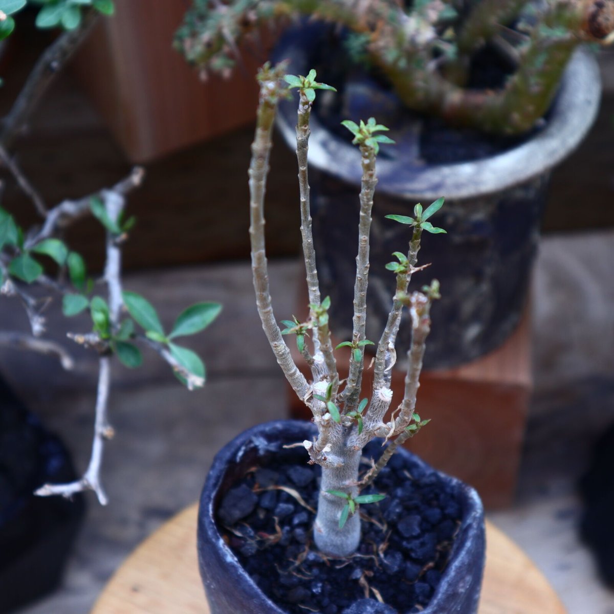 ユーフォルビア バルサミフェラ/Euphorbia balsamifera no.60 ユーフォルビア バルサミフェラ/Euphorbia balsamifera no.60
