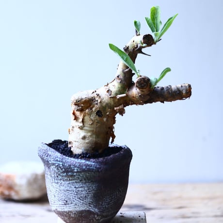 セサモタムナス  ブッセアヌス   Sesamothamnus busseanus   no.90627
