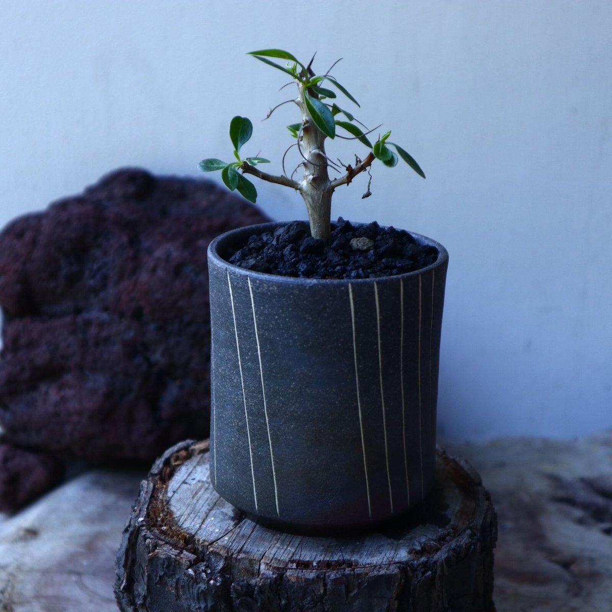 フォークイエリア フォルモサ Fouquieria formosa no.72810