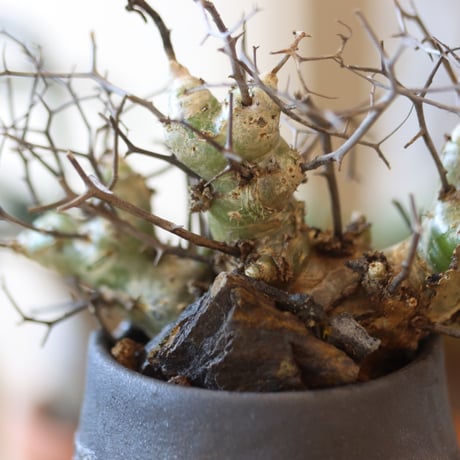 Tylecodon reticulate × N/OH  no.82538