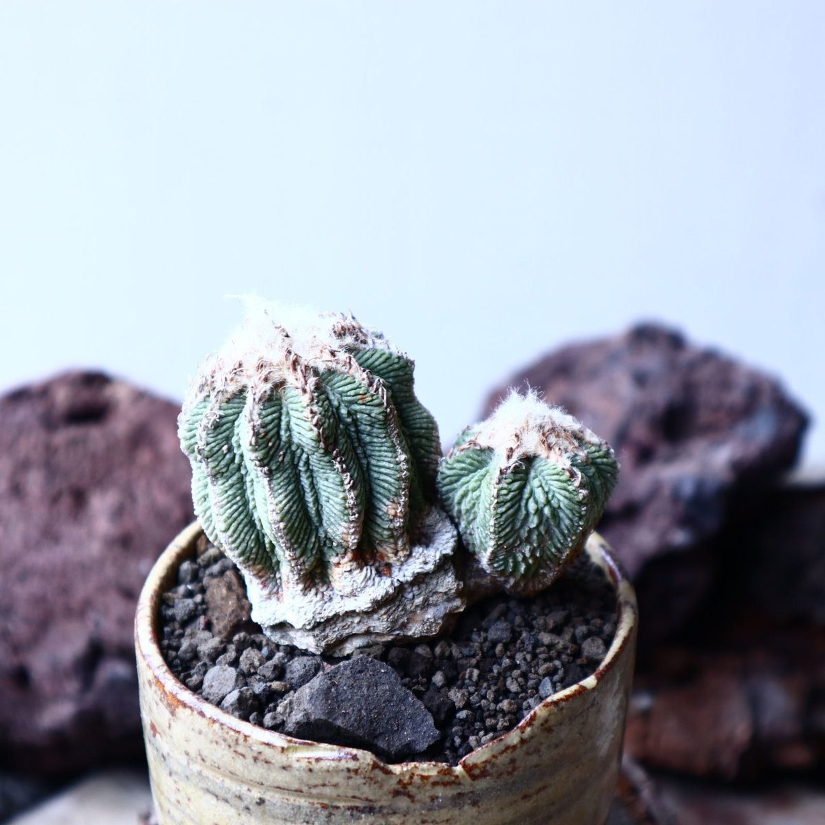 アズテキウム リッテリ 花籠 自根 Aztekium ritteri no.22303 |