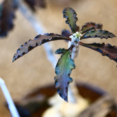 Euphorbia ambovombensis × YAMABACHI var. takero pot  no.11432