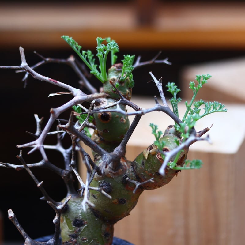 ペラルゴニウム クリズミフォリウム／Pelargonium crithmifolium