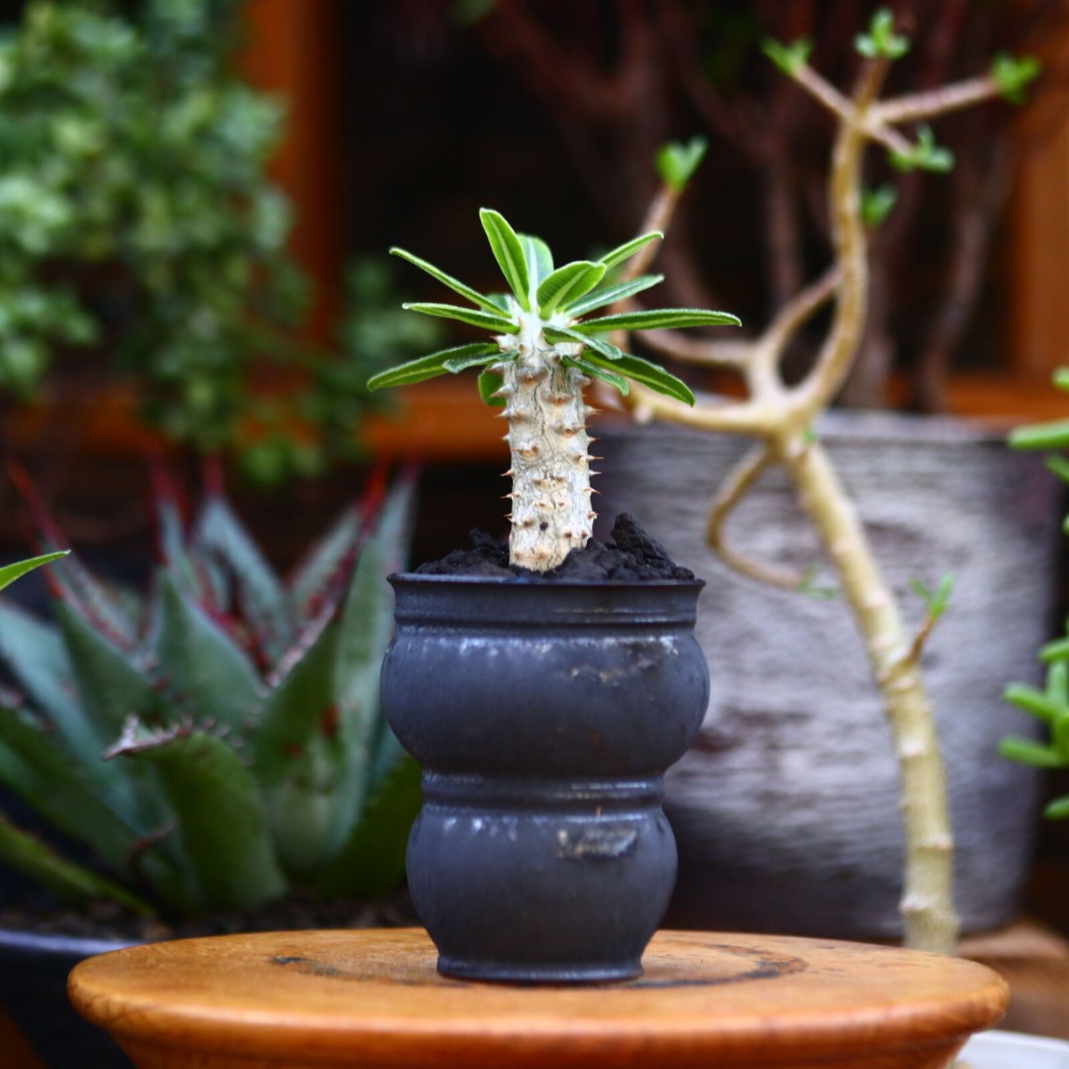 パキポディウム タッキー/Pachypodium'Tackyi' no.9120 パキポディウム タッキー/Pachypodium'Tackyi' no.9120