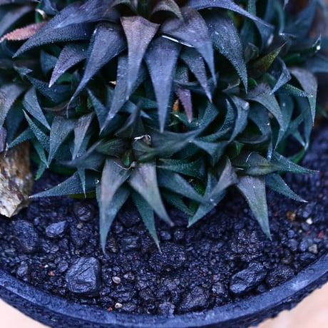 ハオルチア 大型パークシアーナ／Haworthia parksiana  no.21331