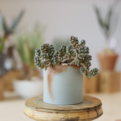 パキポディウム | STORES