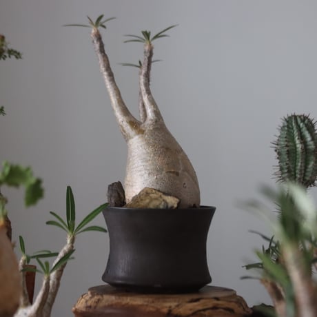 Pachypodium gracilius × Kazuhiro Arima    no.51224
