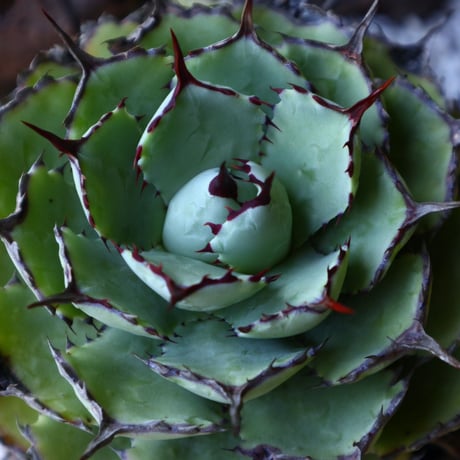 アガベ   ポタトラム    古株   Agave potatorum  old  no.51906