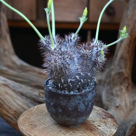 パキポディウム  恵比寿大黒(実生)/ Pachypodium  Densicaule/ 発根済み   no.21921