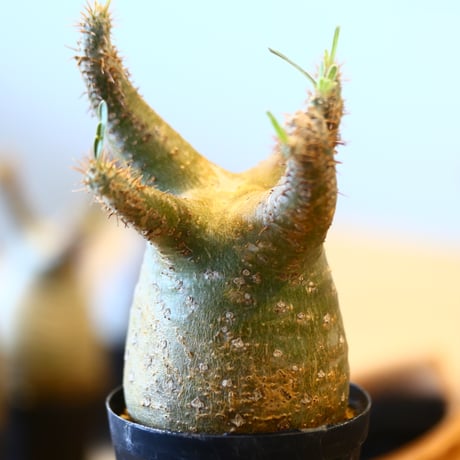 Pachypodium gracilius   no.32418