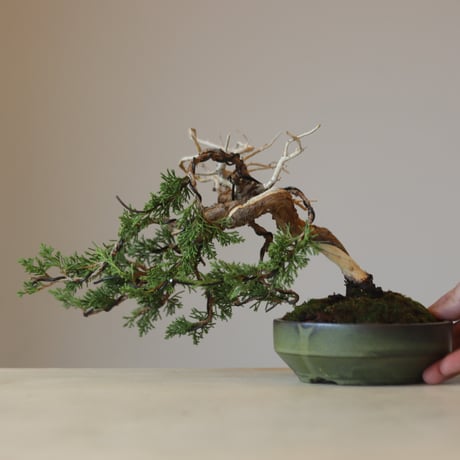 真柏 / YOSHIZAWA3-SHOHINBONSAI   no.223-44
