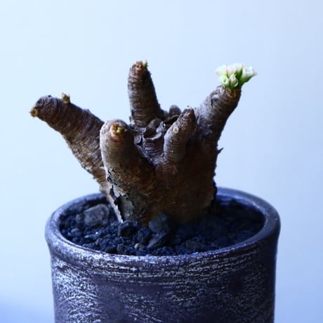 ユーフォルビア    イトレメンシス    Euphorbia itremensi  no.52619