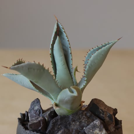 Agave Dragon Toes × takero pot (3.5号鉢)　no. 412-40