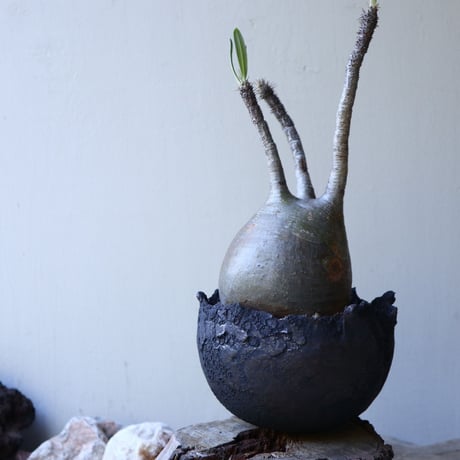 パキポディウム グラキリス Pachypodium rosulatum var. gracilius no.51936