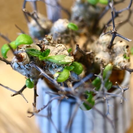 Tylecodon reticulate × N/OH  no.31003