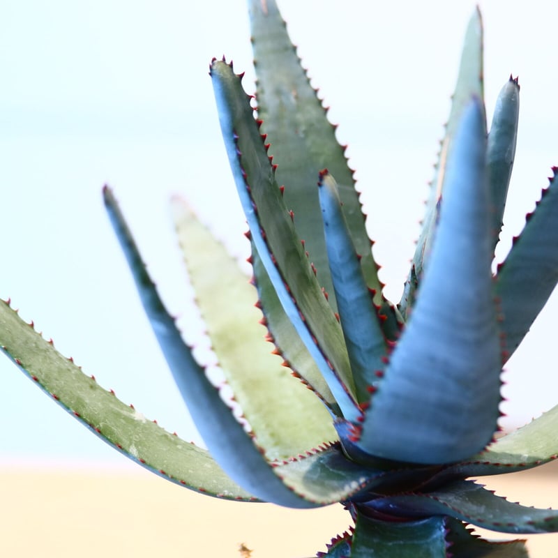 アロエ コニフェラ / Aloe conifera no.51418 | 芽の巣山