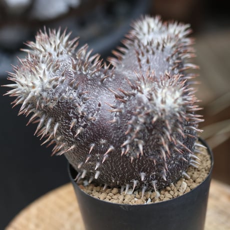 パキポディウム  恵比寿大黒  実生／Pachypodium  Densicaule    no.11507