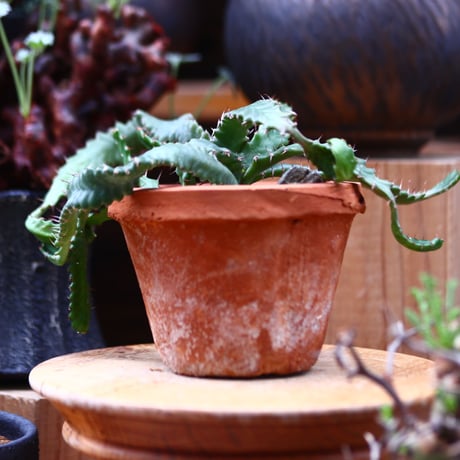 30000⤵️❇懸崖！ステルクリア・コロラタ 塊根10cm以上 30000⤵️❇懸崖！ステルクリア・コロラタ 塊根10cm以上