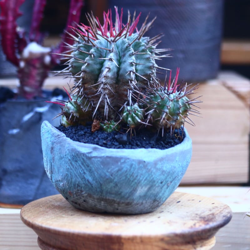 ユーフォルビア　ホリダです No.025 ユーフォルビア ホリダ / Euphorbia Horrida 群生株 Φ12