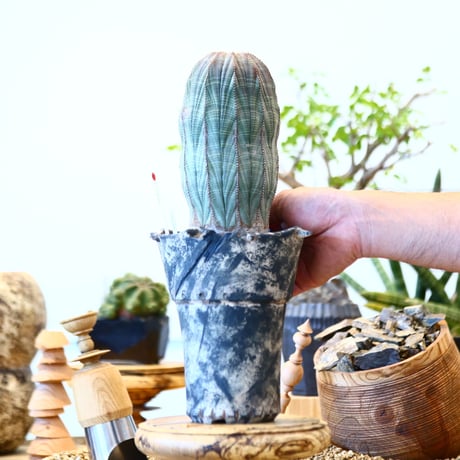 Euphorbia obesa × SPECIMEN LAB ＿ OOPARTS ＿  no.91737