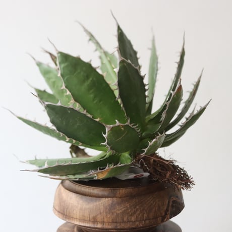 U.S. horrida (Agave horrida) / Style of Chika　no.1227/4