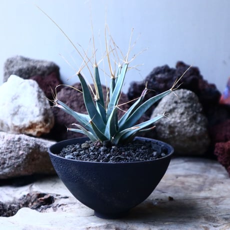 レウクテンベルギア  晃山    Leuchtenbergia principis  no.32910