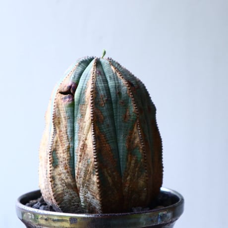ユーフォルビア  オベサ    Euphorbia obesa　no.71424
