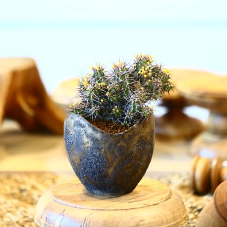 Euphorbia golisana × Kaori Ono     no.31029