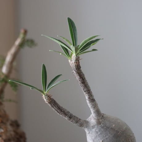 Pachypodium gracilius × N/OH    no.51223