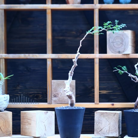 コミフォラ モンストローサ   Commiphora monstrosa   no.82911