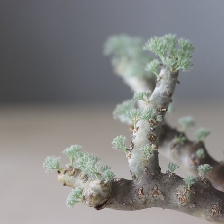 Monsonia multifida × YAMABACHI var.takero pot (3号鉢)  no.420-42