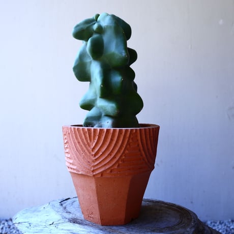 ロフォケレウス  福禄寿   Lophocereus schottii   no.11226