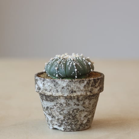 Astrophytum asterias ロイヤルスーパー兜 × YAMABACHI var. takero pot   no.207-14