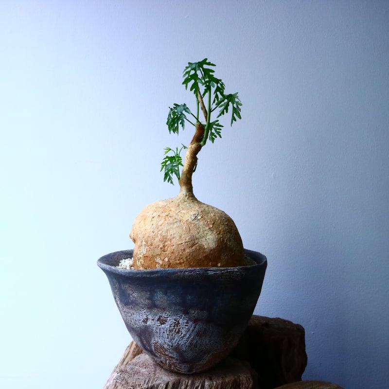 アデニア　ペリエリ アデニア ペリエリ Adenia perrieri | mana's farm:塊根植物・アガ