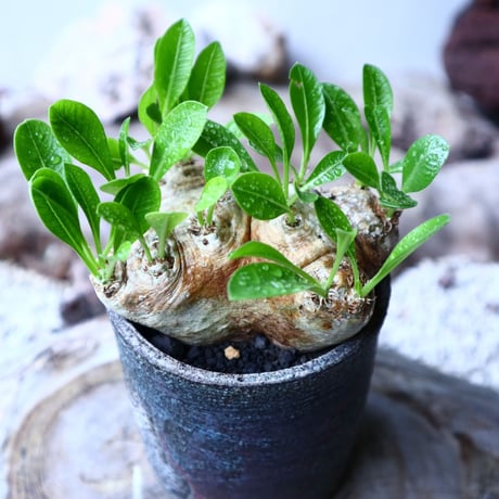 パキポディウム  ブレビカウレ  恵比寿笑い   Pachypodium brevicle   no.102728