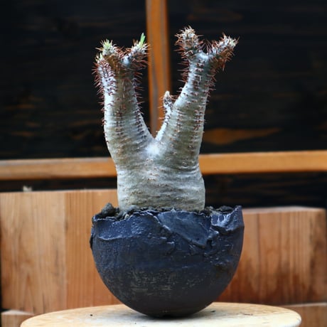 パキポディウム  グラキリス／Pachypodium  gracilius   no.50154