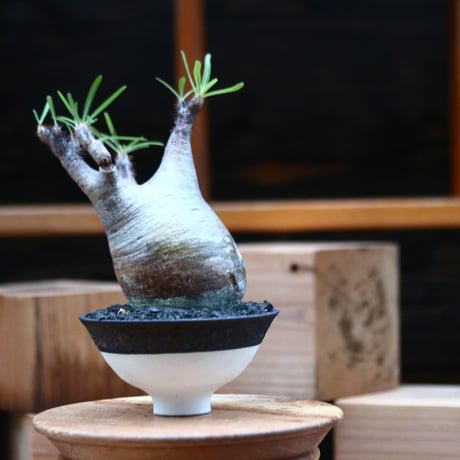 パキポディウム  グラキリス ／Pachypodium  gracilius     no.102470